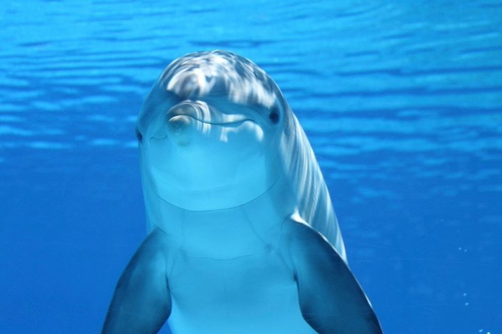 Sea Life